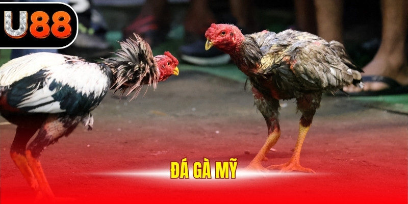 Đá Gà Mỹ - Nguồn Gốc Và Sức Hấp Dẫn Của Bộ Môn Chọi Kê