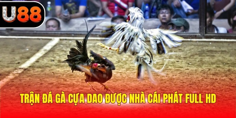Trận đá gà cựa dao được nhà cái phát full HD